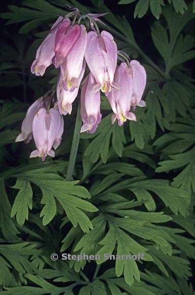 dicentra formosa 3 graphicx